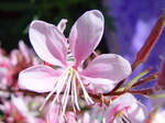 Wilde Orchideen