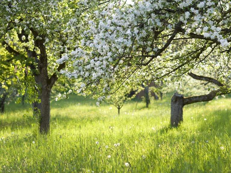 In einem großen Garten wachsen unzählige Obstbäume und blühen im Frühling