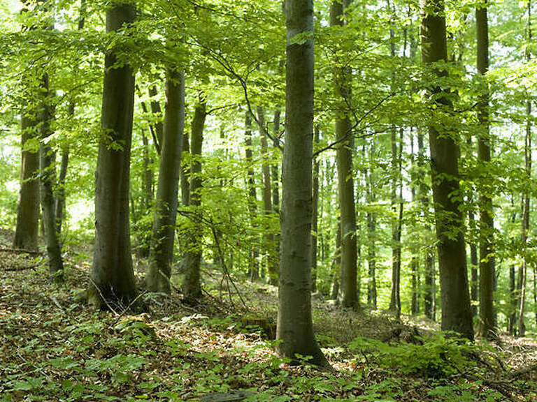 Ein dichter Mischwald in der Oberpfalz bei Nürnberg.