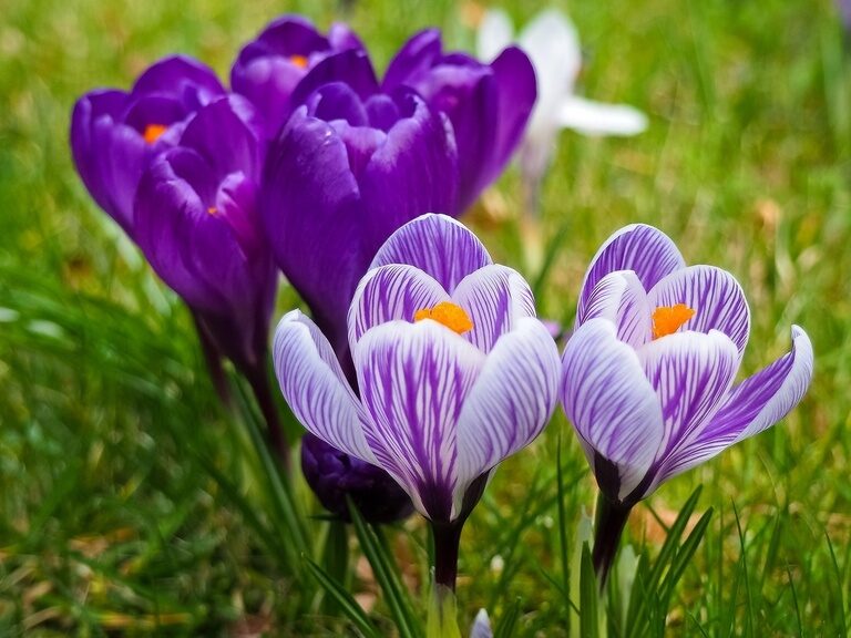 Auf einer Wiese wachsen im Frühjahr Krokusse