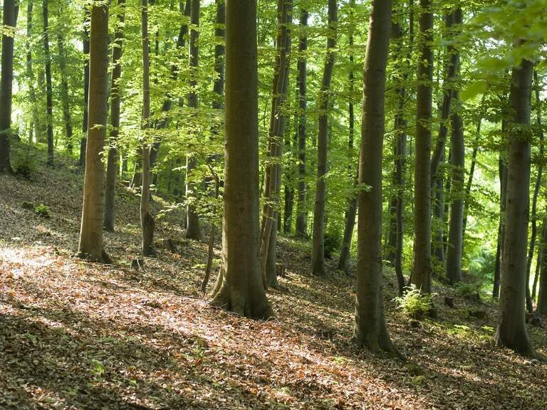Ein grüner Mischwald in der Oberpfalz im Sommer